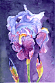 Backlit Iris